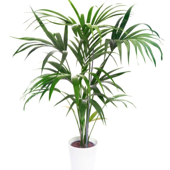 Palm Tree Nursery Palm Trees for Sale Melbourne